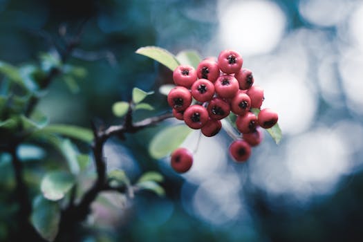 vibrant mulberry tree with fruits