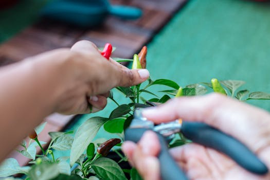 urban garden with rainwater harvesting