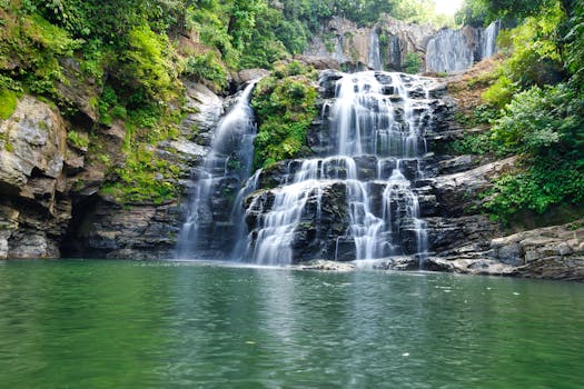 lush green rainforest in Costa Rica