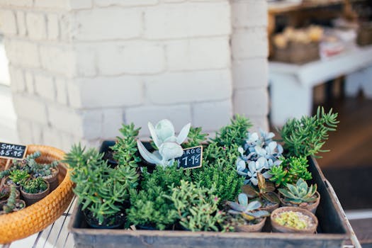 a small urban garden with diverse plants